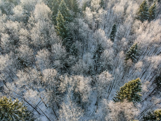 Winter forest on a cold sunny morning