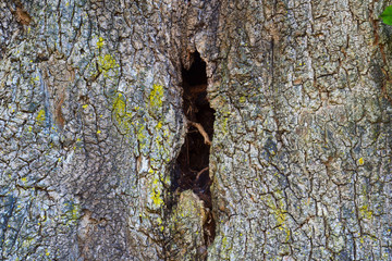 Nature Soul Impression