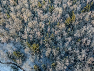 Winter forest on a cold sunny morning