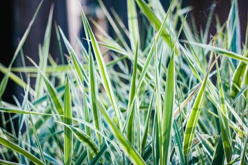 Obraz premium plant