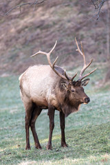 Naklejka na ściany i meble Bull Elk – Photographed in Elk State Park, Elk County, Benezette, Pennsylvania