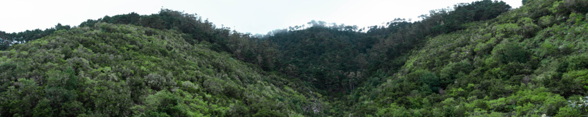 Green landscape with trees and dense forest