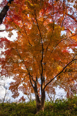 Fototapeta premium クジャクのように広げた紅葉