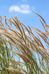 Liliopsida flower grass with blue sky