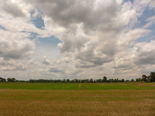 Obraz na płótnie Canvas beautiful green rice field on blue sky with cloud background