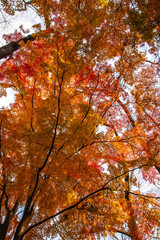 空と紅葉と