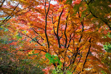 枝がきれいな紅葉