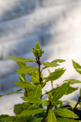 Bay tree (Laurus nobilis) new leaves 