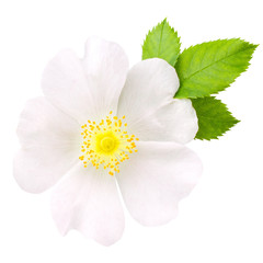 Fototapeta na wymiar Rosehip flower isolated on white background close up