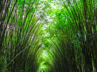 bamboo trees in the forest against the sunlight, up-risen angle photography