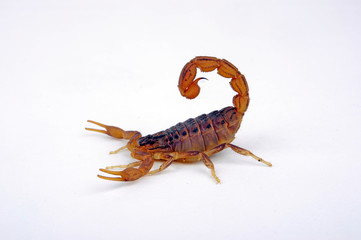 Dreigestreifter Tansaniaskorpion (Hottentotta trilineatus) - scorpion from Tanzania
