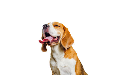 beautiful beagle dog isolated on white