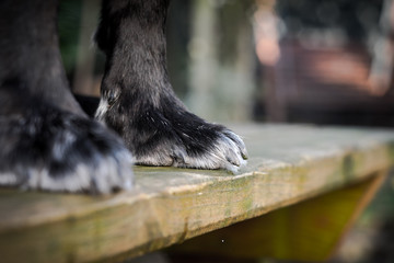 Dog paw with grey hairs and claws close up