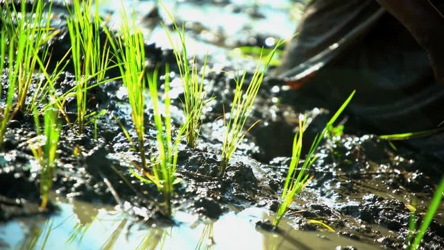 Farm worker planting seedlings in rice field Java Indonesia 