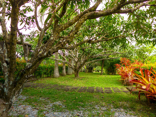 walkway under the trees in the park