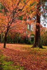 京都　大原　三千院の紅葉