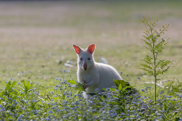 rare white albino wallaby grazing on Bruny island Tasmania © andrewbalcombe