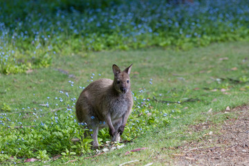 Bennett's wallaby at Adventure Bay, Bruny Island, Tasmania, Australia