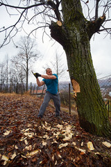 Lumberjack felling a big tree