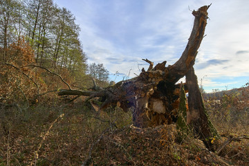 Broken down oak