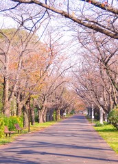 Naklejka premium 秋の公園