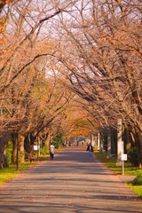 Fototapeta premium 秋の公園