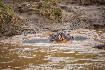 Two young hippos fighting