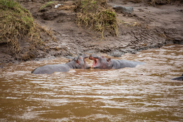 Fototapeta premium Two young hippos fighting