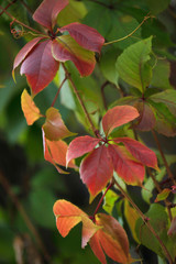 colorful autumn plants