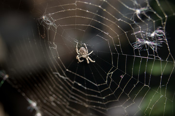 spider on web