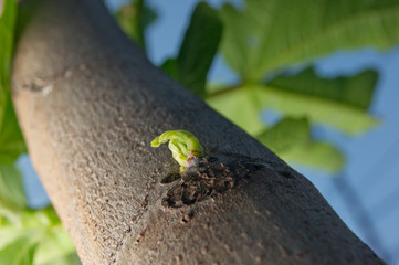 lizard on tree