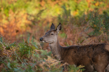 Stunning portrait of red deer hind in colorful Autumn forest landscape