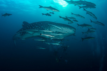 Fototapeta premium Scuba diving with Whale Shark 