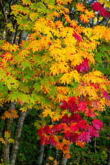 秋の風景　モミジの紅葉