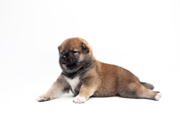 Close-up of a Newborn Shiba Inu puppy. Japanese Shiba Inu dog. Beautiful shiba inu puppy color brown. 18 day old. Puppy on white background.