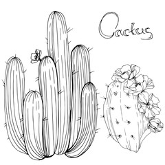 Vector Cactus. Floral botanical flower. Black and white engraved ink art. Isolated cacti illustration element.