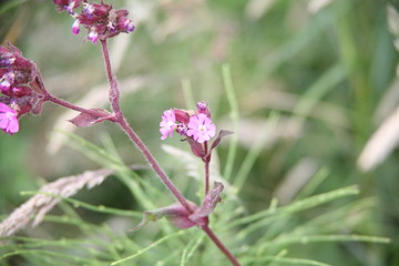 pink flower