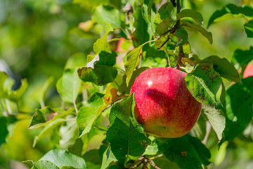 実りの秋　収穫前のリンゴ
