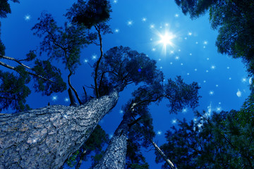 The Milky Way rises over the pine trees