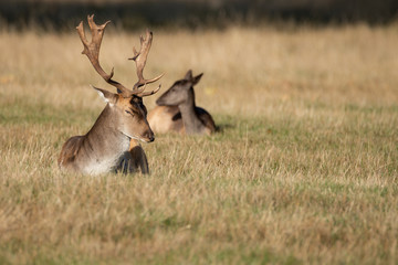 Lovely image of Fallow Deer Dama Dama in Autumn field and woodland landscape setting