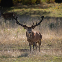 Beautiful portrait of red deer stag Cervus Elaphus in colorful Autumn Fall woodland landscape