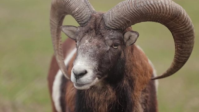 beautiful Portrait of a male European mouflon