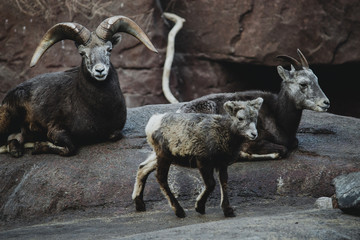 Bighorn scheep family