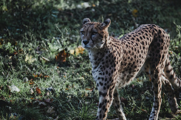Beautiful cheetah standing