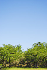 桜　木　葉　空　素材