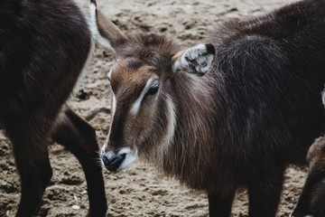 Young female waterbuck