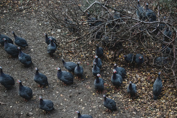 Group of guinea fowls