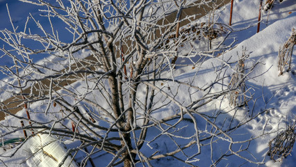 Trees with snow in winter park