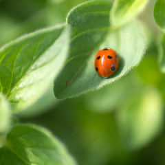 ladybug on green leaf