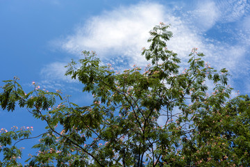 初夏の森と青空